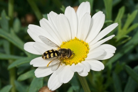 Zweefvlieg op margriet