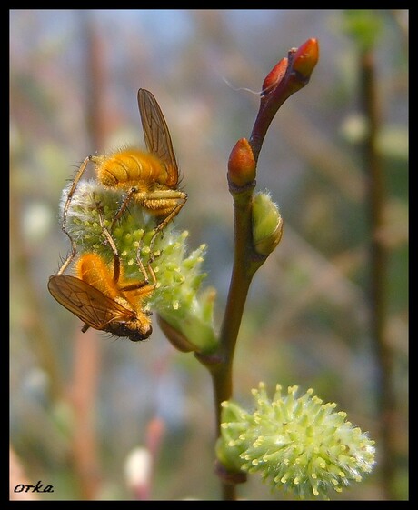 Samen lunchen