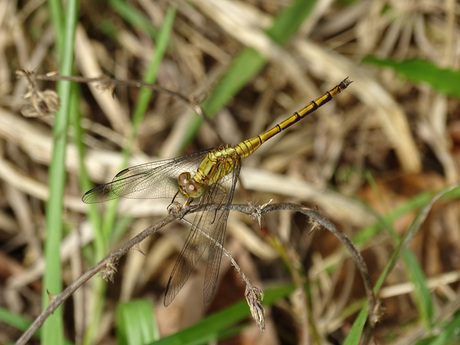 Gouden Libelle