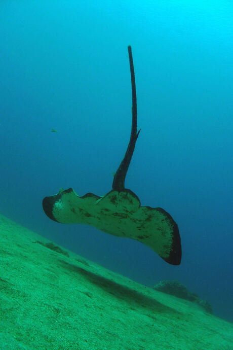 Stingray