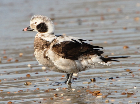 ijseend op t strand bij de Brouwersdam