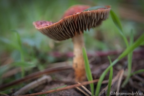 Oranjerode stropharia