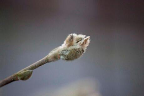 Magnolia in knop, lente komt er aan!