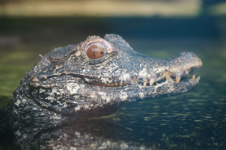Krokodil in Rhenen