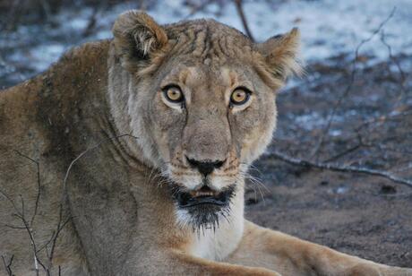 Leeuwin in Krugerpark