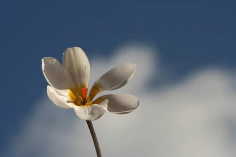 krokus