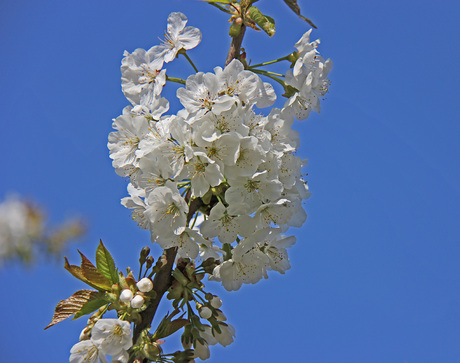 lente bloesem.jpg