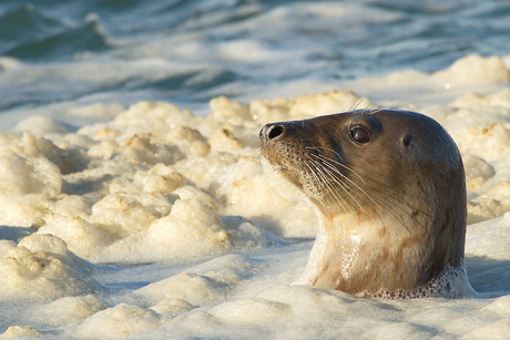 Grijze zeehond,Grey seal (Halichoerus grypus).