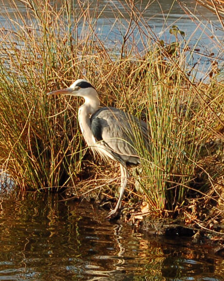 Reiger