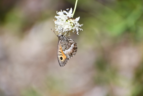 Heidevlinder in Gorges de la Nesque