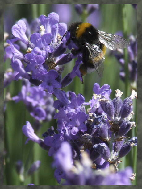 nog maar eens een hommel