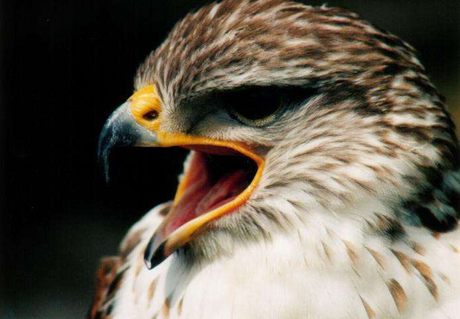 Buizerd