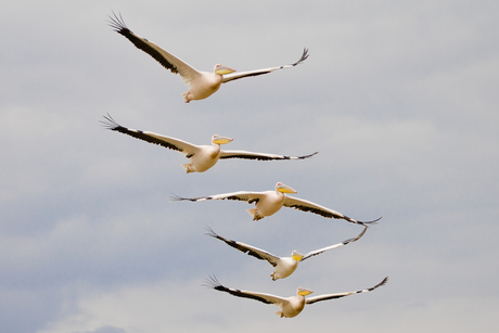Pelikanen in formatie