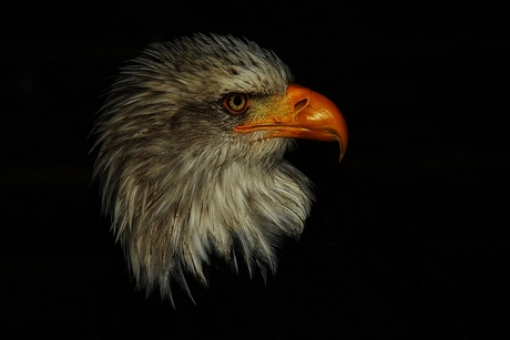 Bold Eagle.jpg