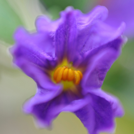 bloemetje van Solanum