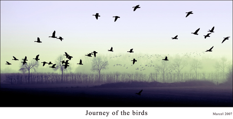 Journey of the birds