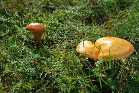 Paddestoelen