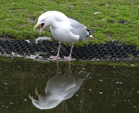 De schreeuw van de meeuw!