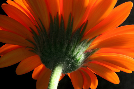 Rode gerbera