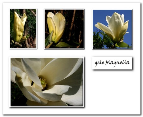 gele Magnolia collage