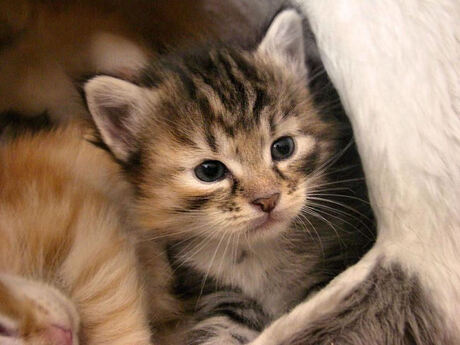 noorse boskat kitten, 4 weken oud