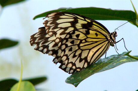 Mijn 1ste vlinder; Papiervlinder[Idea leuconie]