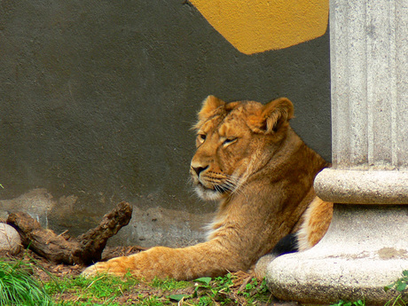 Droevige leeuw in Blijdorp