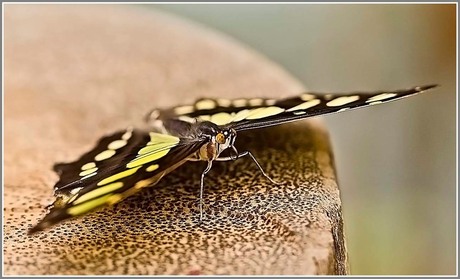 Siproeta stelenes (Malachiet vlinder)