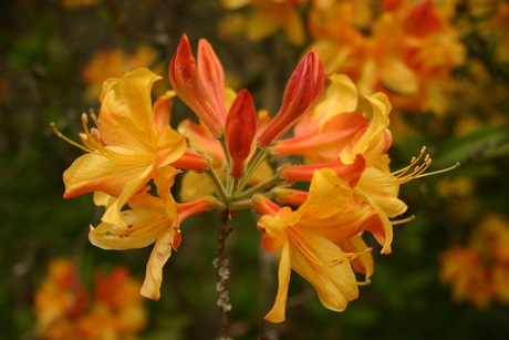 Azalea 01