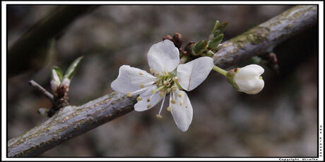 Lente bloesem!