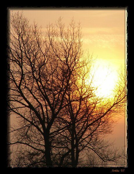 Zie de zon schijnt door de bomen