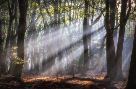 Dansende bomen