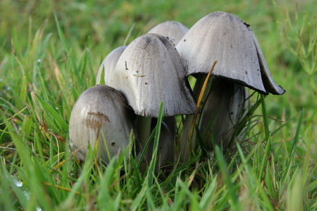 Samen in het gras...