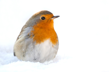 Winters Roodborstje