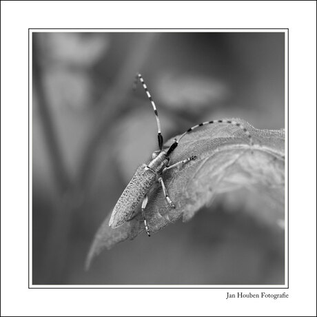 Agapanthia villosoviridescens - Distelboktor