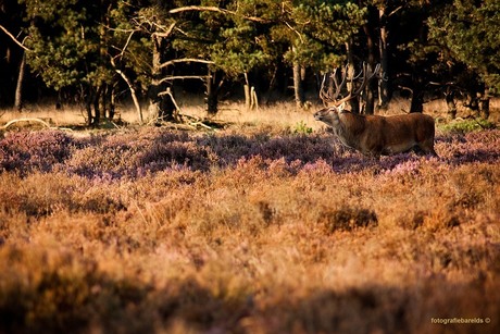 Bronstijd op de Veluwe