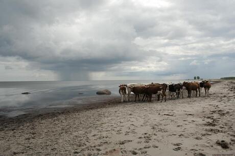 koeien op het zand