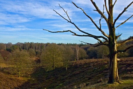 Veluwe