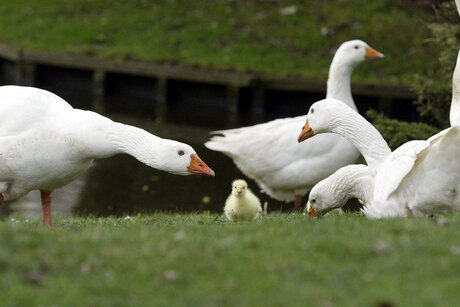 jonge gans