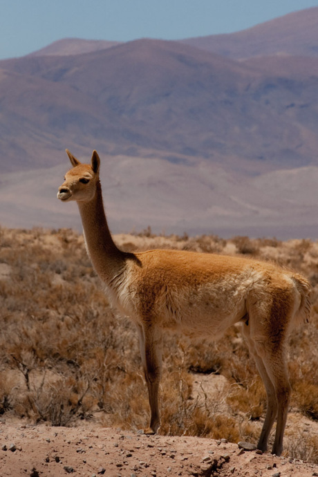 Vicuna