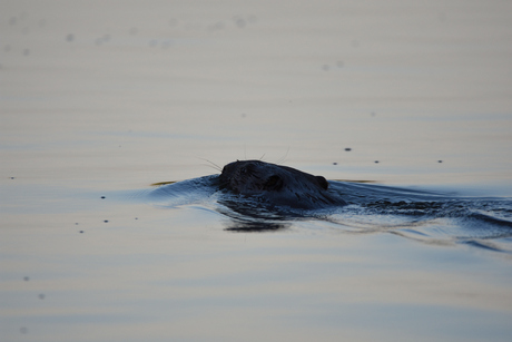 Biesbosch bever