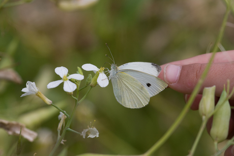 Vlindertje met nichtje