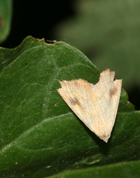 piepklein vlindertje