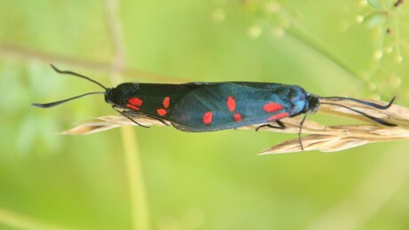 Zygaena