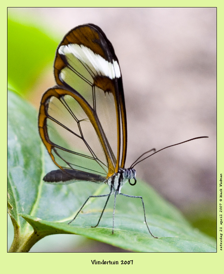 Glasvleugel vlinder