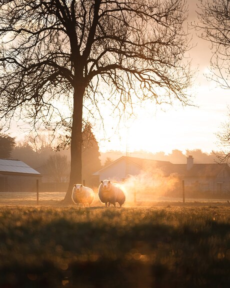 Morning sheeps
