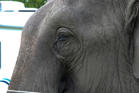 olifant 2