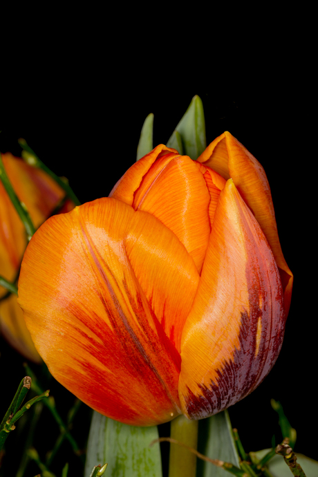 Tulp2