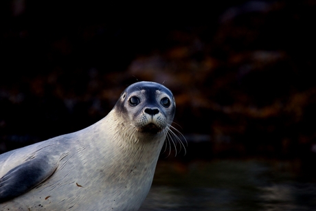 Jonge zeehond