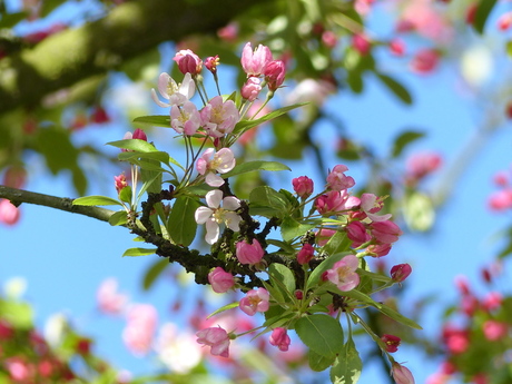 zonder vervaging voor Bloemke !